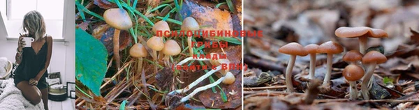 тгк Покров
